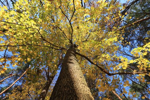 Low angle view of tall trees with vibrant yellow leaves in autumn against a clear blue sky.