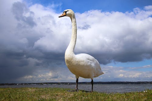 Mute Swan Standing on the Riverbank