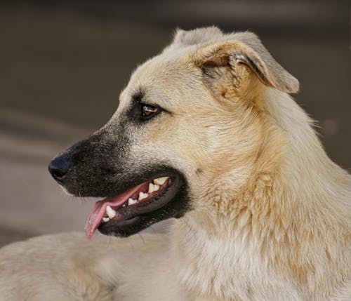Bezpłatne Darmowe zdjęcie z galerii z fotografia zwierzęcia, język, pies Zdjęcie z galerii