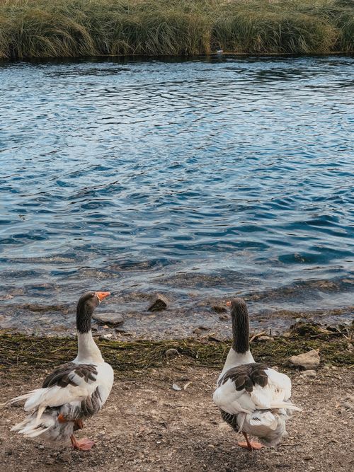 Free A pair of ducks standing near a peaceful lake shoreline, surrounded by nature. Stock Photo