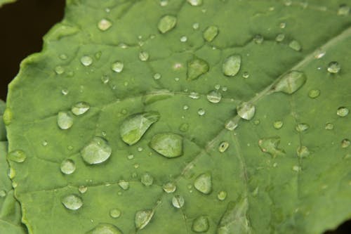 Free stock photo of dewdrops, macro photography