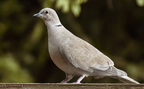 A Gray Bird on a Wooden Surface