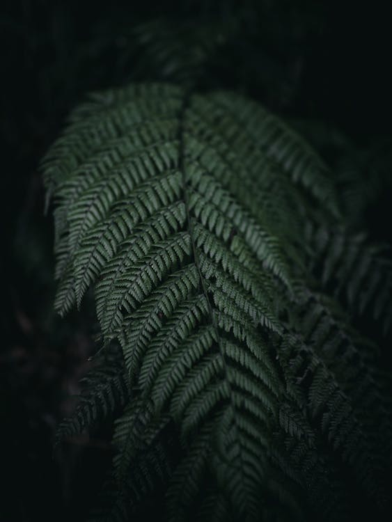 Fern Leaves in Close Up Photography