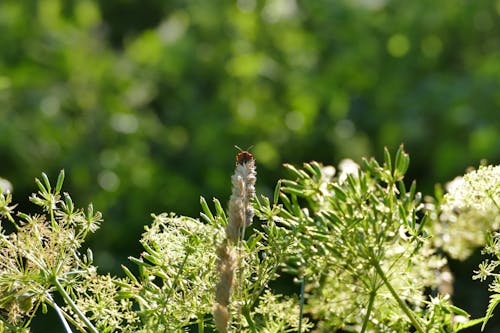 Kostnadsfri bild av insekt, insektsfotografering, nyfiken