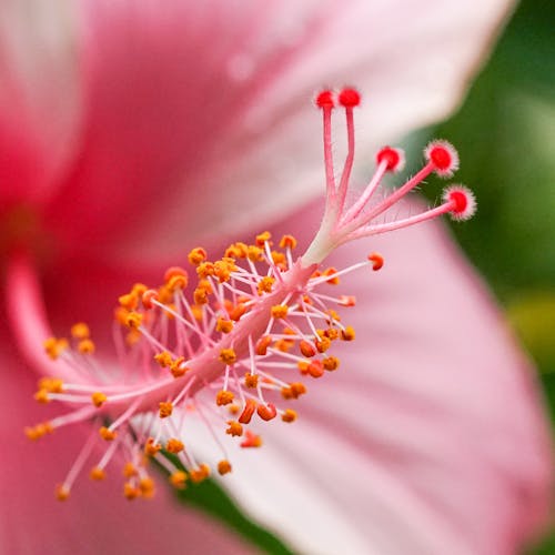 Ilmainen kuvapankkikuva tunnisteilla heteet, hibiskus, kauneus luonnossa