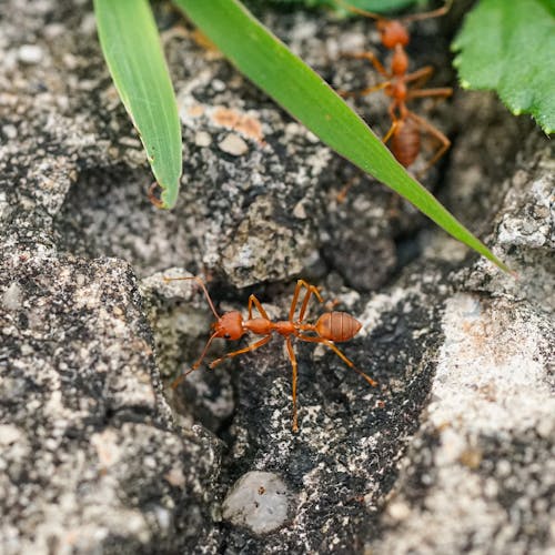 Ilmainen kuvapankkikuva tunnisteilla hyönteinen, luonnon kauneus, luonto