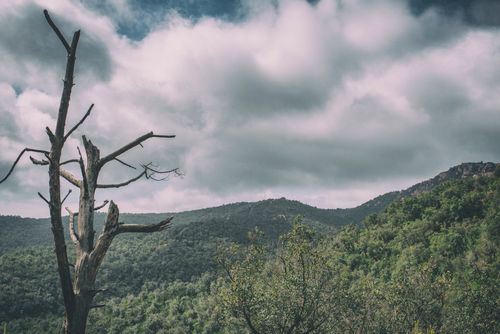 Free stock photo of greenwood, landscape, large tree Stock Photo