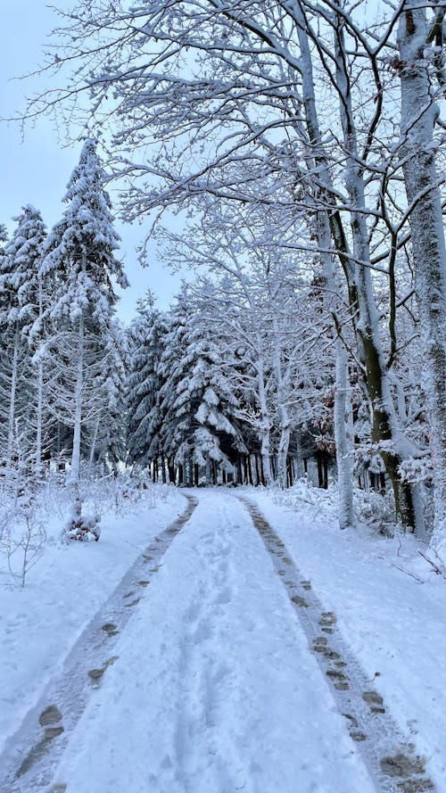 Snow Covered Trees in the Forest