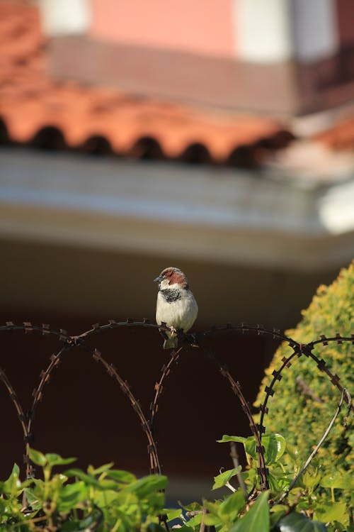 Free  Bird Perched on Brown Wire Fence Stock Photo