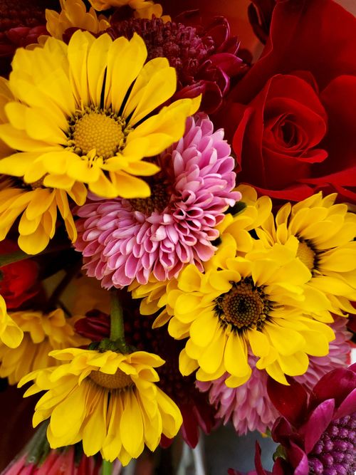 Free Colorful bouquet with yellow daisies, pink chrysanthemums, and red roses in a vivid close-up shot. Stock Photo
