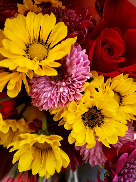 Deep Color Flower Colorful Flowers in Close Up Photography · Free Stock Photo