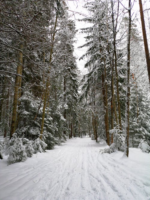 Gratis lagerfoto af koldt vejr, lodret skud, skov