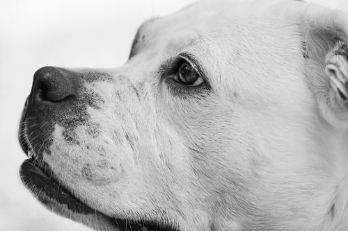 Free Monochrome close-up portrait of a dog's face and snout in profile view. Stock Photo