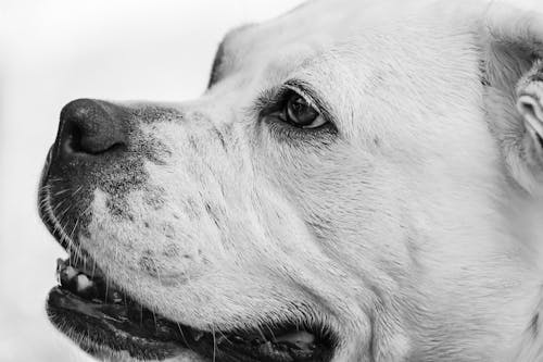 Gratis arkivbilde med amerikansk bulldog, dyrefotografering, gråskala