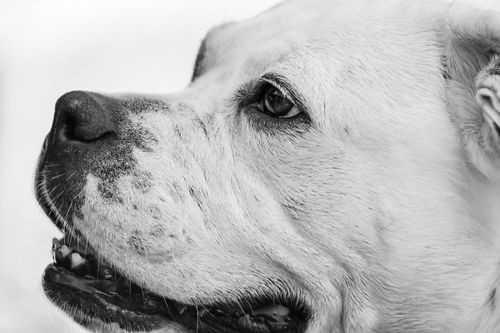 Free Detailed close-up of an American Bulldog in black and white, showcasing its expressive features. Stock Photo