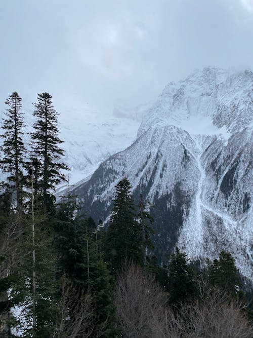 冬季, 垂直拍攝, 大雪覆蓋 的 免費圖庫相片