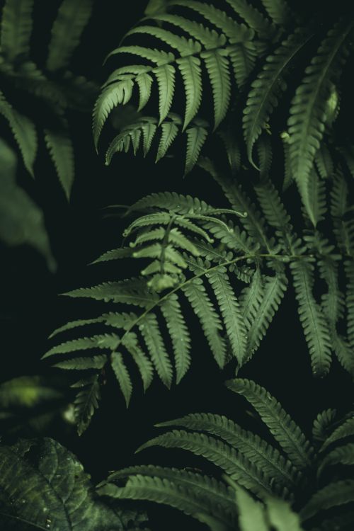 Free Close-up of green fern leaves showcasing intricate foliage details. Stock Photo