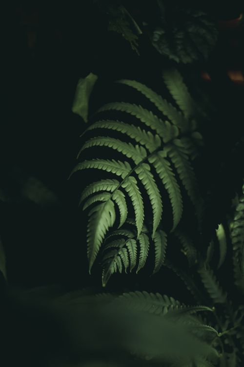 Free A dark and atmospheric close-up of a fern leaf with soft lighting and moody tones. Stock Photo