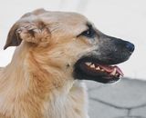 Brown and Black Short Coated Dog