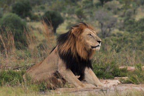 A Lion Lying on the Grass Field while Looking Afar
