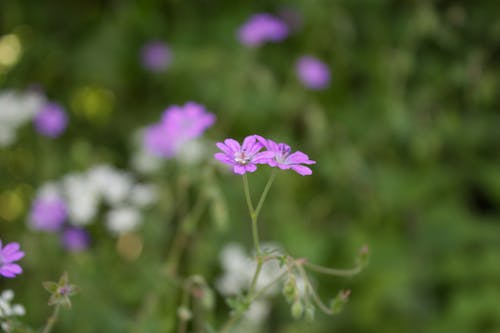 Free stock photo of beautiful flower, flower meadow, meadow