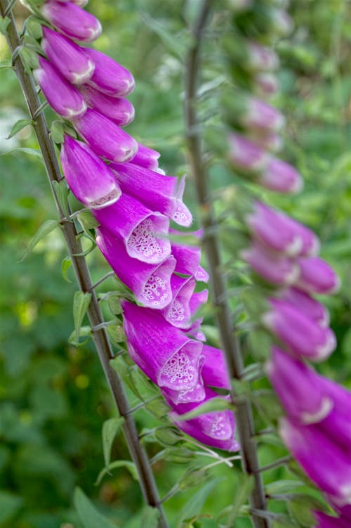 Free Purple Flowers in Tilt Shift Lens Stock Photo