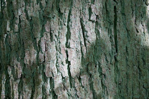 Free stock photo of tree bark, wood texture