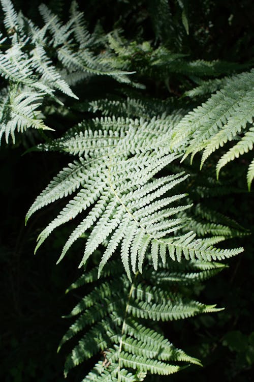 Green Fern Leaves in Close Up Photography