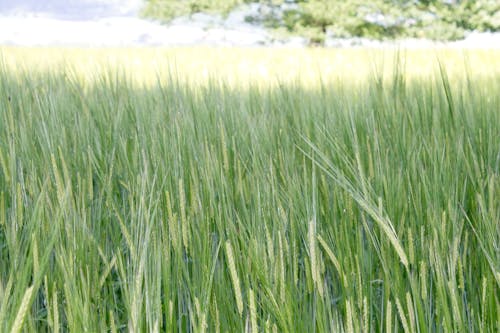 Free stock photo of agricultural field, barley, barley field