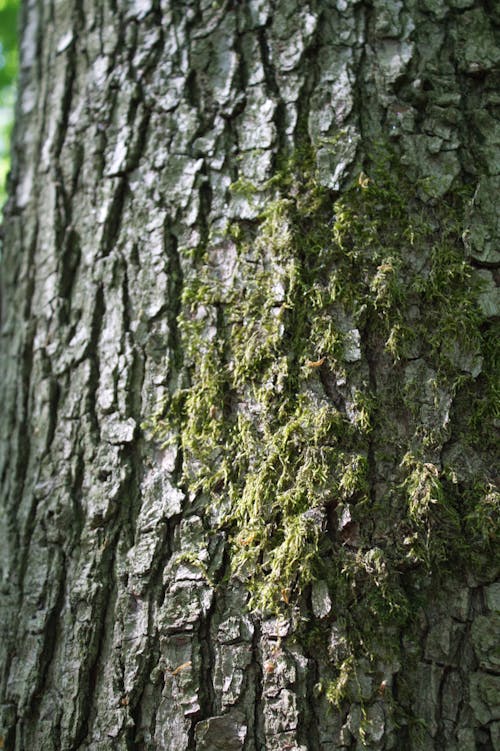 Free stock photo of bark, green moss, moss
