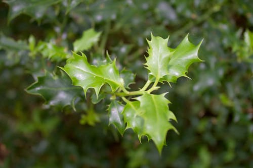 Free stock photo of evergreen, green leaves, holly