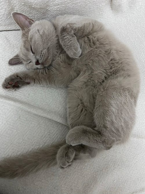 Fotobanka s bezplatnými fotkami na tému britská krátkosrstá mačka, chlpatý, domáce zviera
