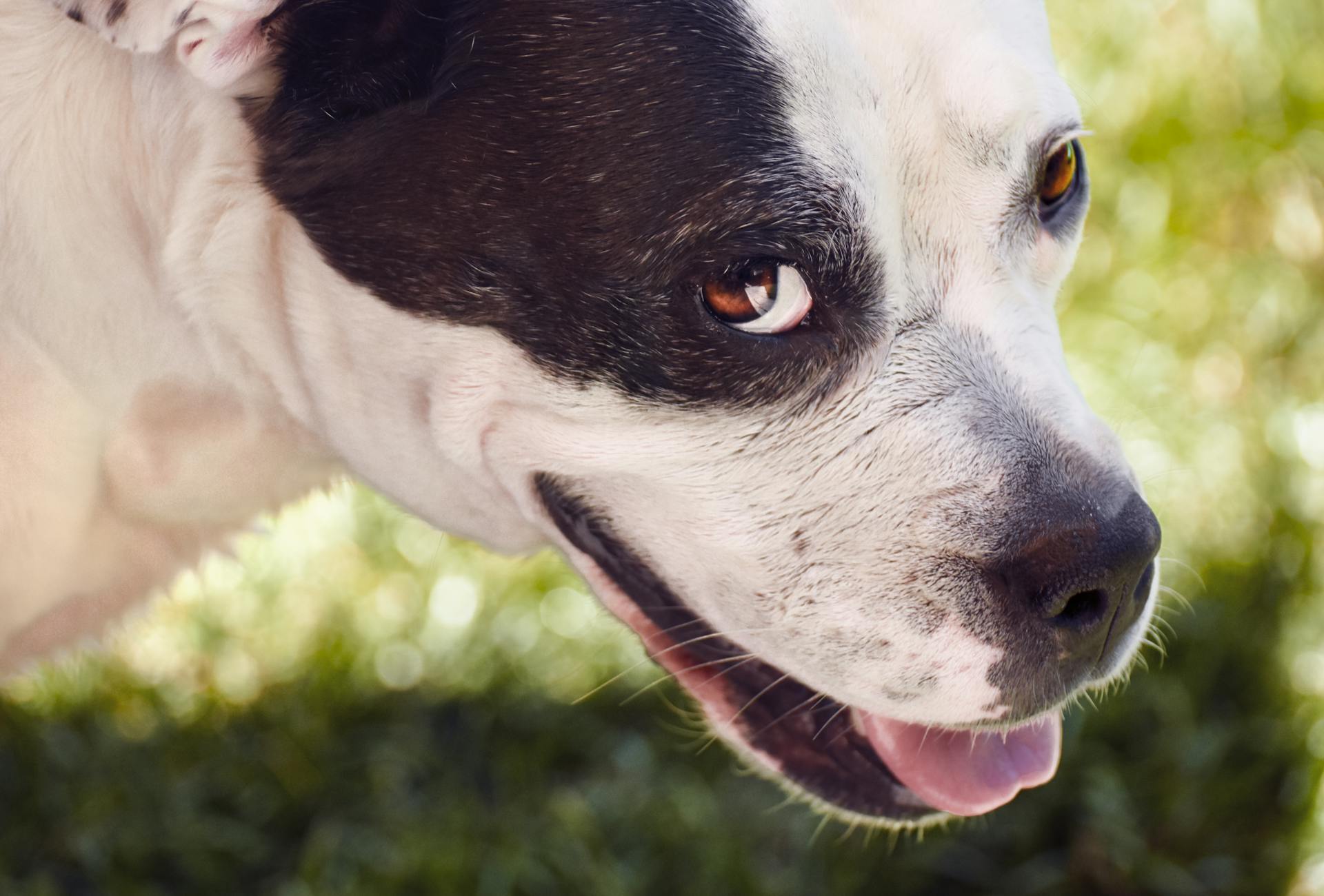 Close-Up Shot of a White and Black Dog