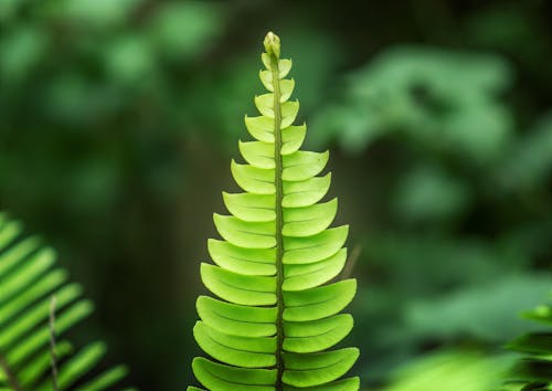 초록색 잎, 확대의 무료 스톡 사진