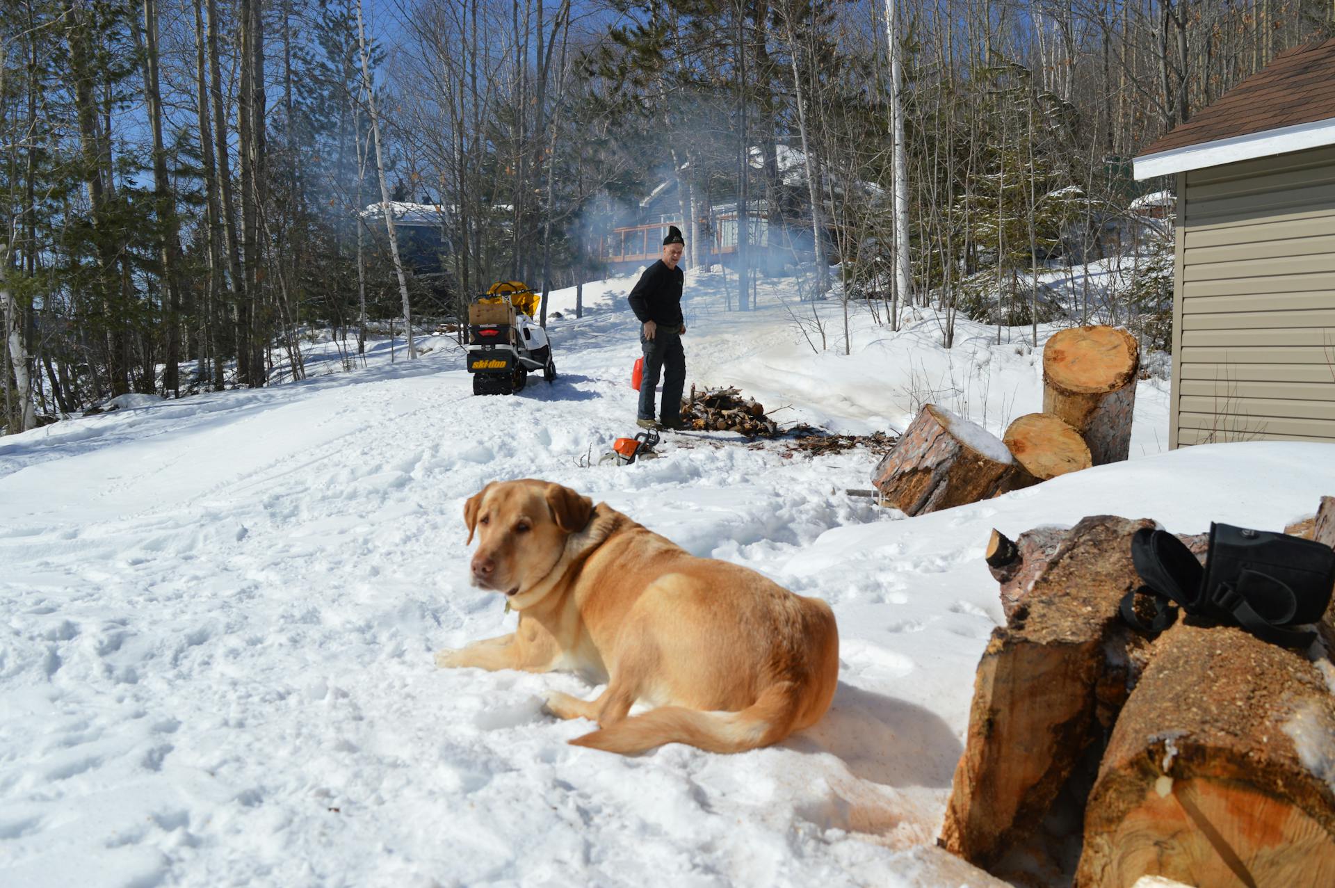 Yellow Labrador Retriever Lying on Snow Covered Ground Near Wooden Logs