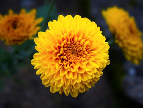 Yellow Flower in Close Up Photography