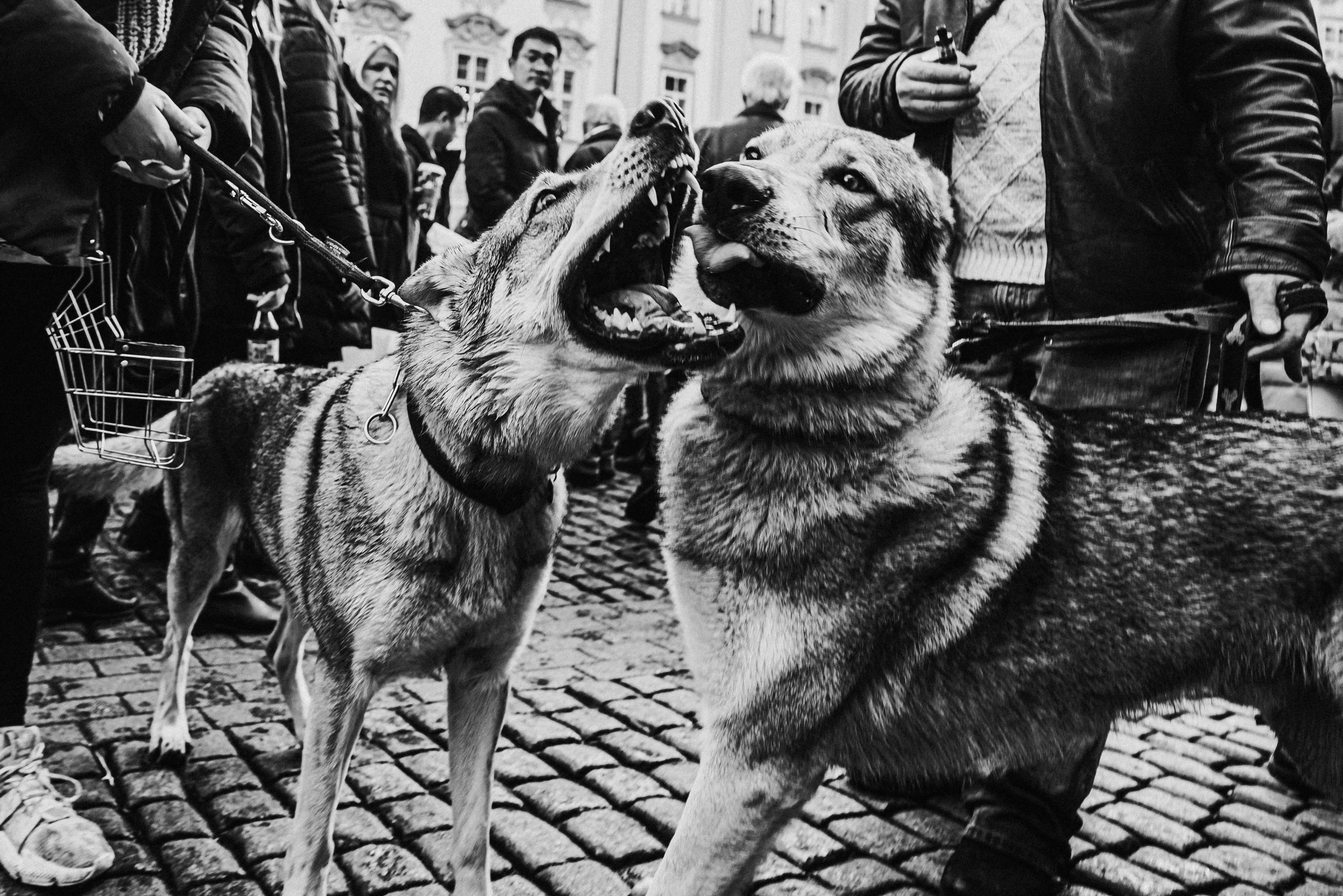 Grayscale Photo of Dogs Fighting