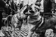 Grayscale Photo of German Shepherd