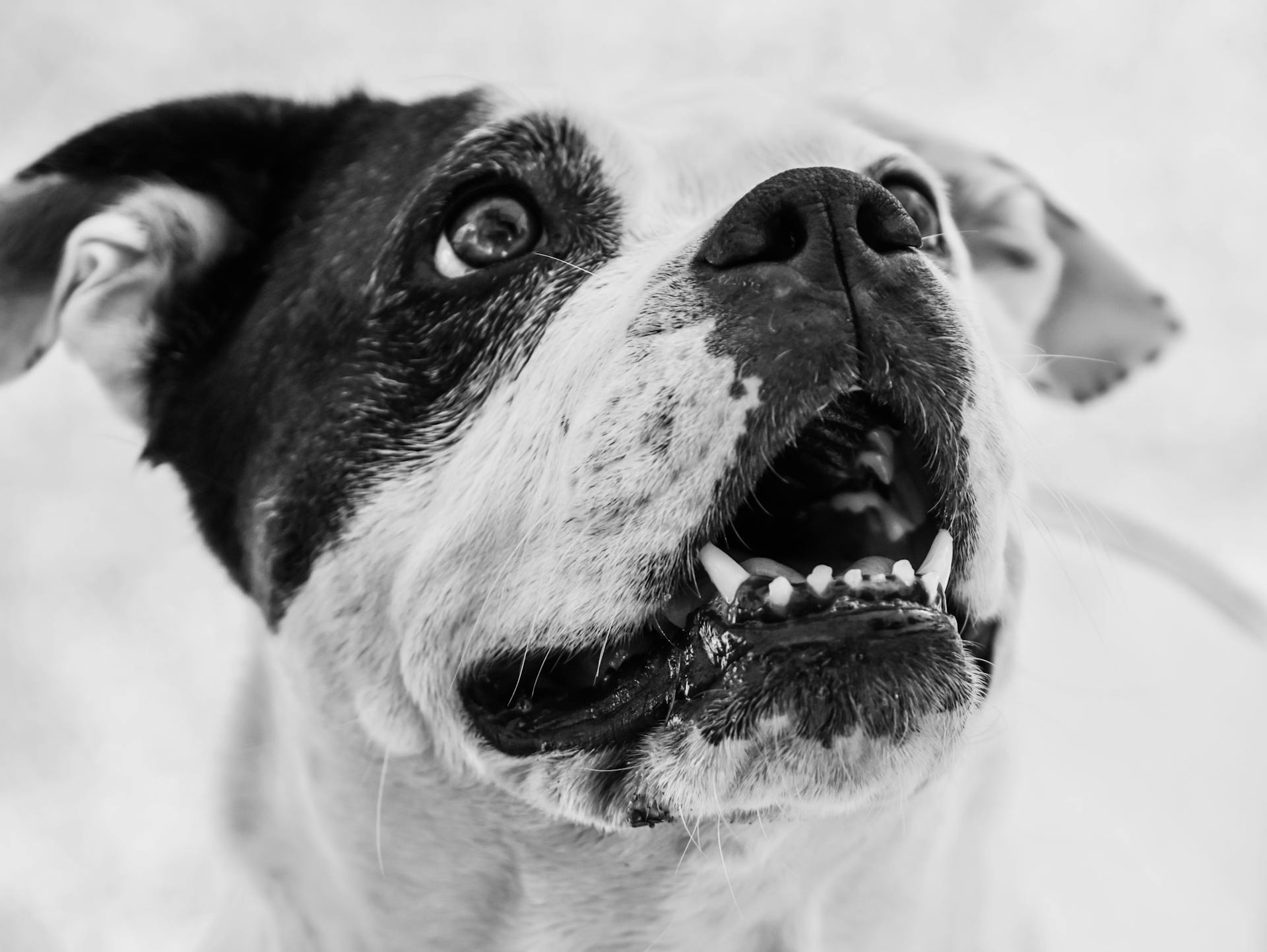 Fotografi av en amerikansk bulldog i gråskala