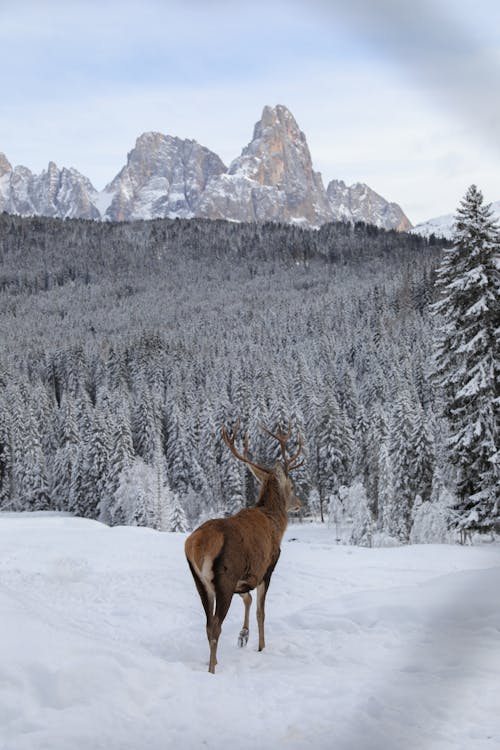 Buck by Forest in Winter