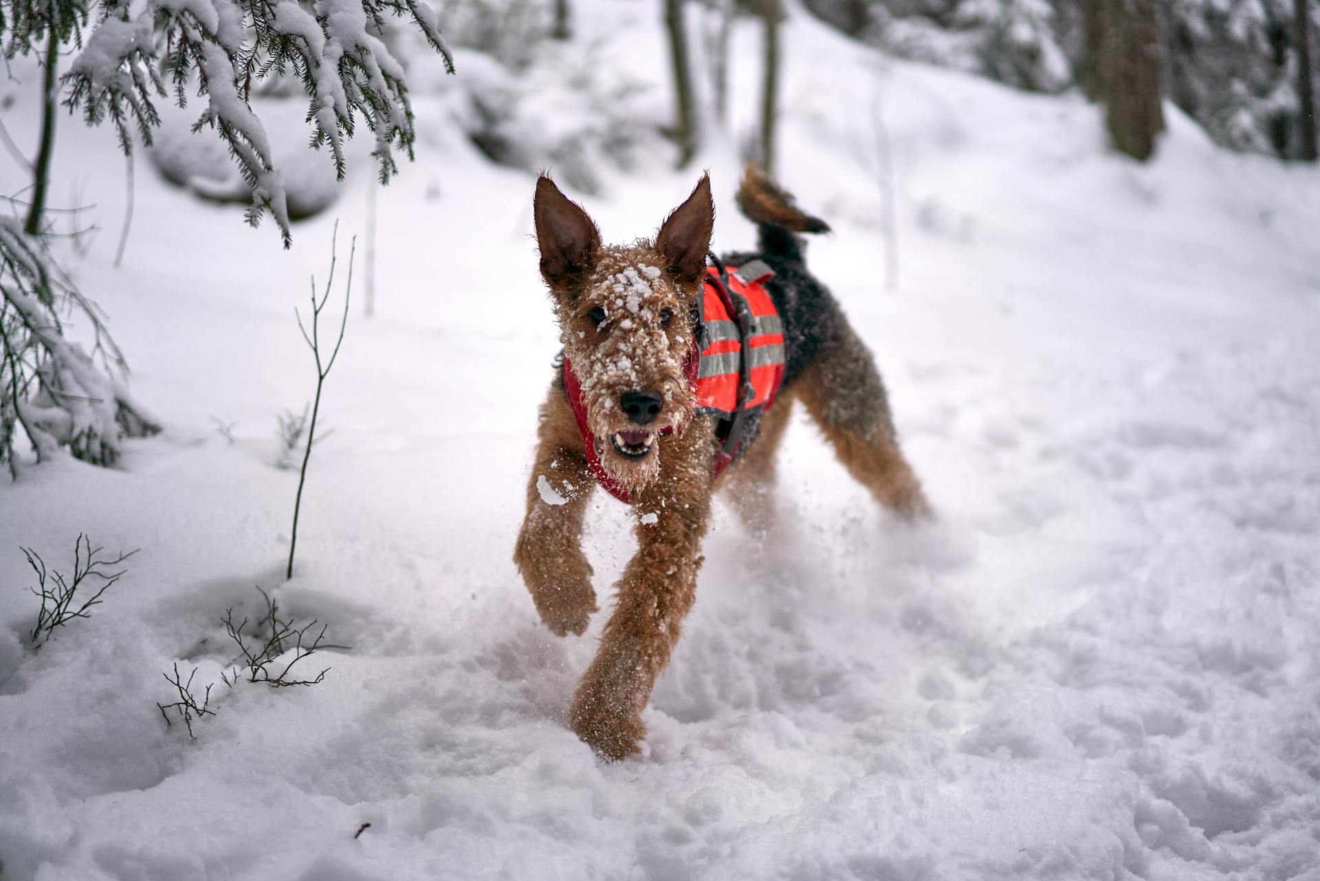 Airedale terrier som springer på snötäckt mark