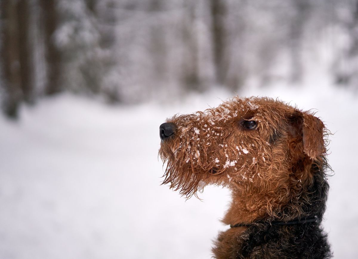 Airedale terrier – hundras