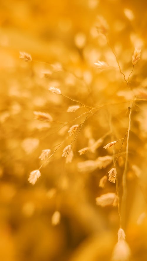 Close-up of Plant Shoots in Golden Summer Sunlight