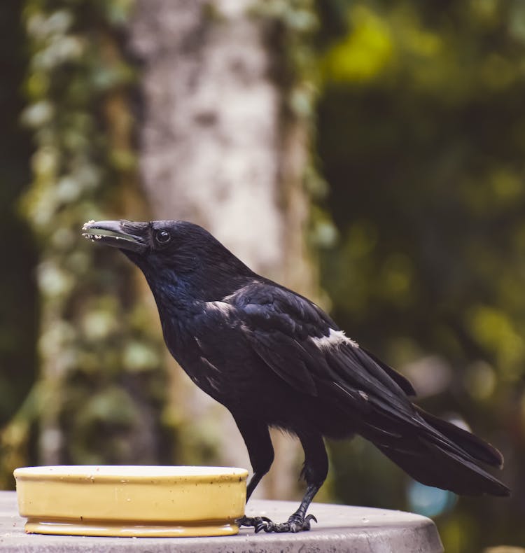 Black Bird Perched Beside A Yellow Birdfeeder