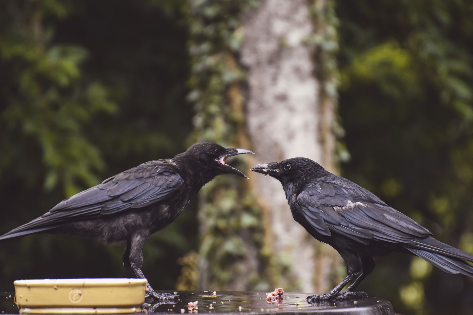 Two crows communicating with each other in a natural setting, showcasing their intricate behavior.