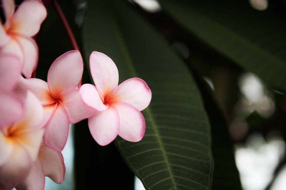 Close-up of vibrant pink frangipani flowers against lush green foliage in Cancun.