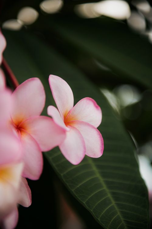 Free A close-up of pink frangipani flowers with green foliage in Cancún, Mexico. Stock Photo