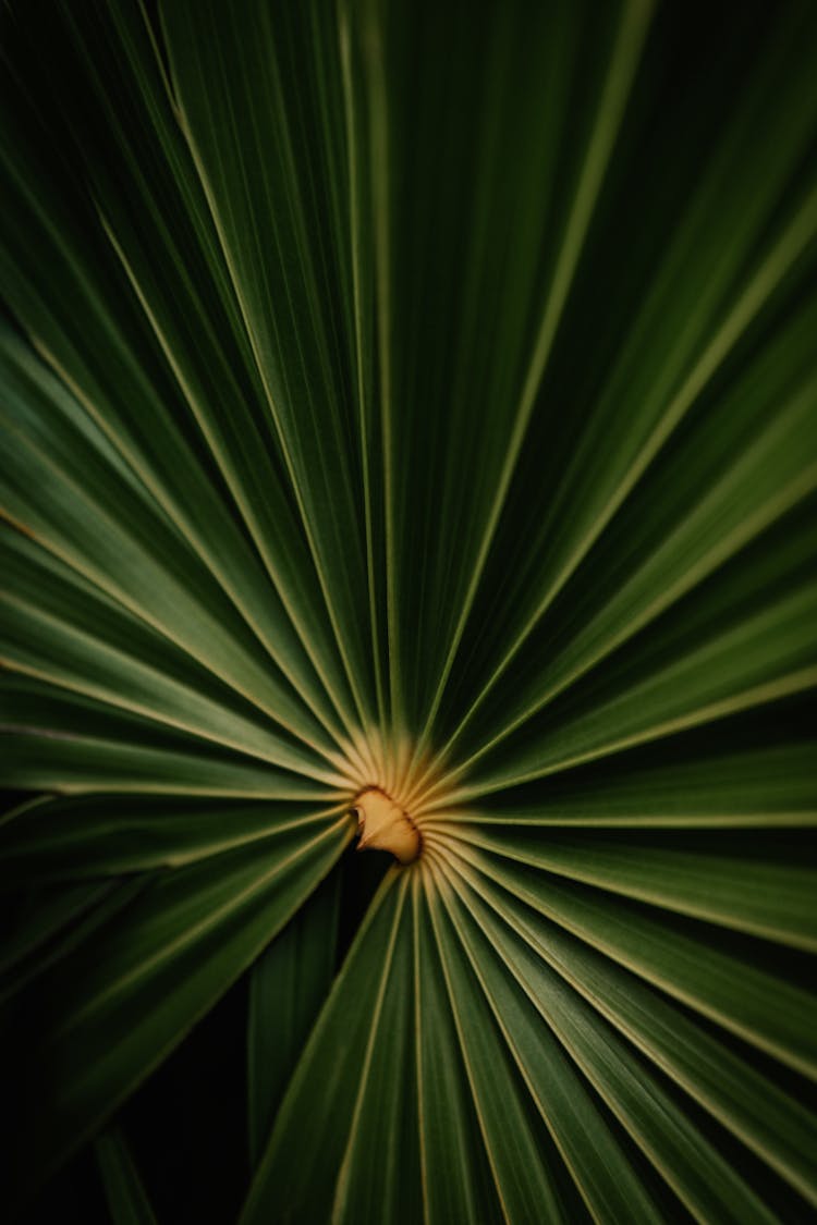 Pattern Of Leaf