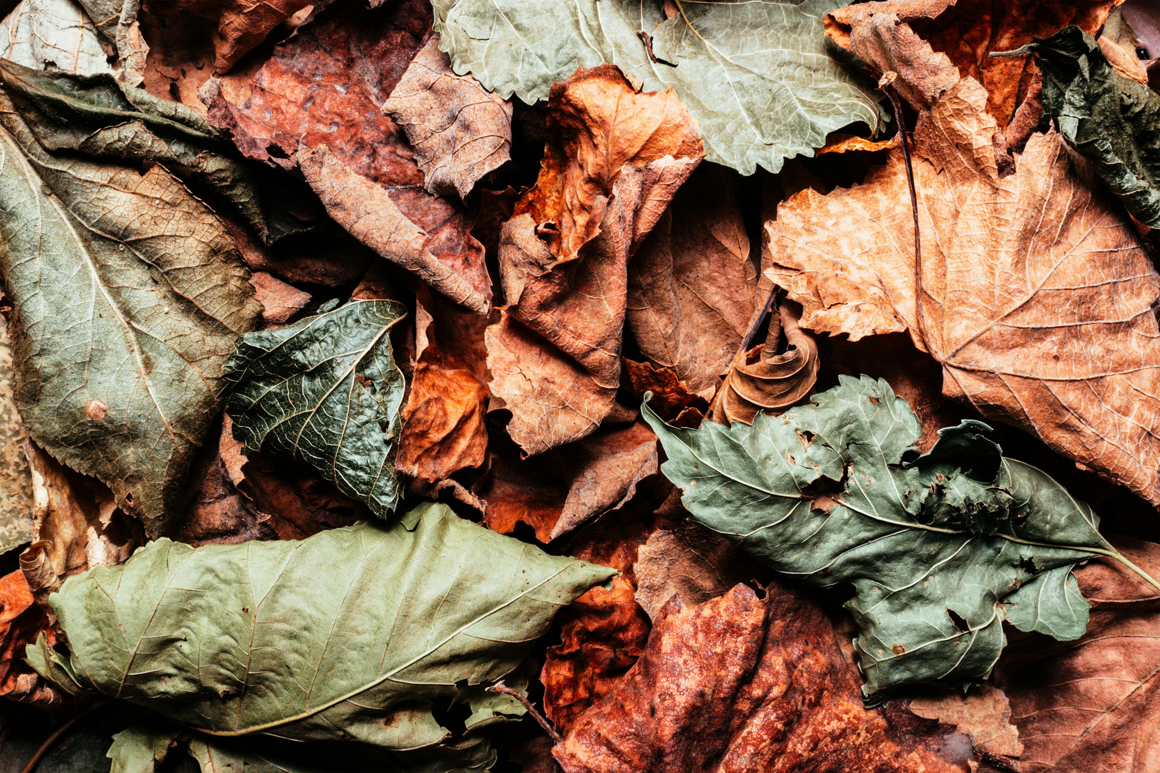 dead leaves on the ground