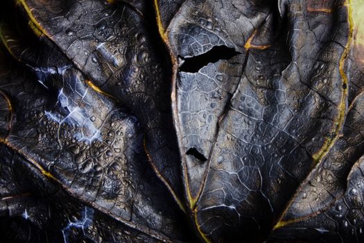 Intricate textures of a weathered leaf showing natural patterns and colors.